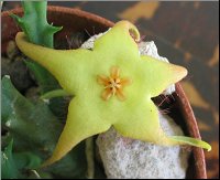 Orbea caudata x Stapelia divaricata 1